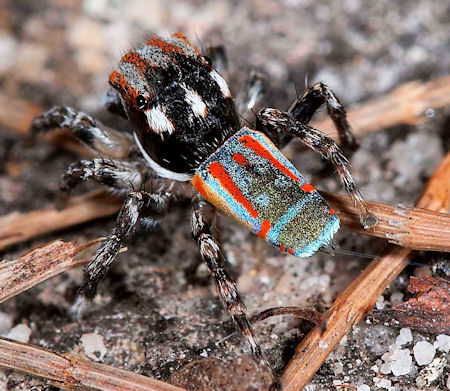 Maratus volans