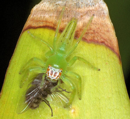 Mopsus mormon
