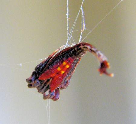 Arachnura higginsi