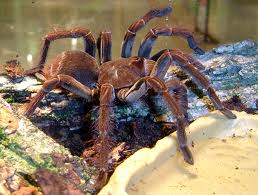 Theraphosa blondi