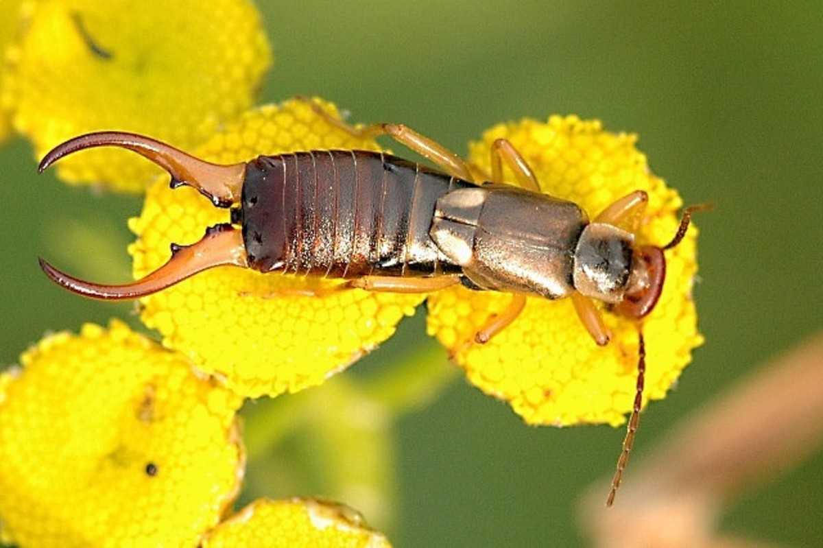 Earwigs Facts Myths And Natural Pest Control Owlcation