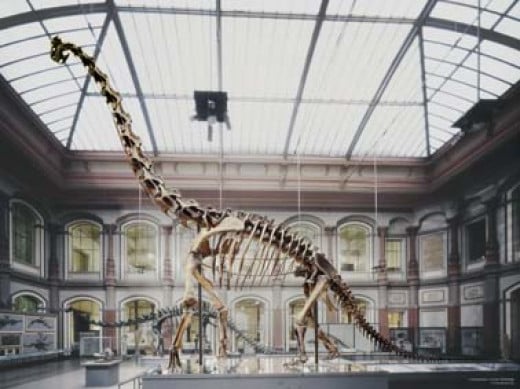 brachiosaurus fossil