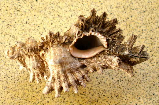 A Type of Winged Frog Shell