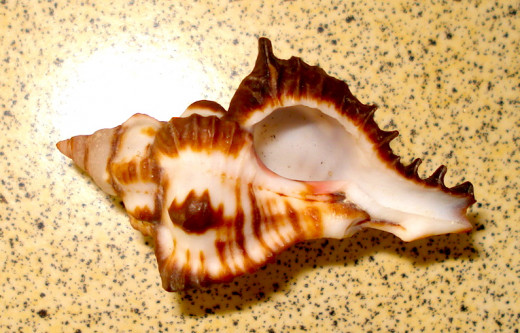 A Type of Gyrate Sea Shell