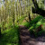 A view of the trail to Latourell Falls. A view of the trail to Latourell Falls.