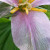 Macro close up picure of a beautiful purple flower. Macro close up picure of a beautiful purple flower.
