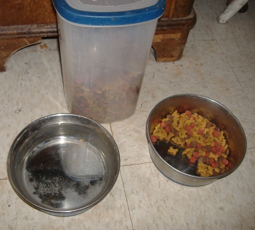 Don't forget the needs of your pets when disaster strikes.