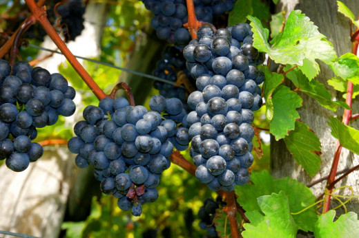 For growing grape vines, a bypass pruner will work well, but the woody vines may be cut best with an anvil pruner.