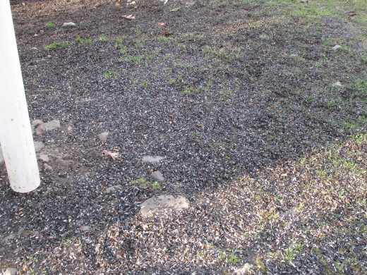 8 Easy Ways To Landscape Under Bird Feeders Dengarden