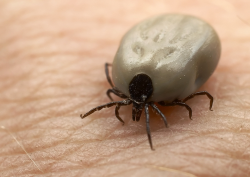 A deer tick engorged on blood