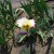 Of course, Irises are a big part of spring.  They come back faithfully year after year. 