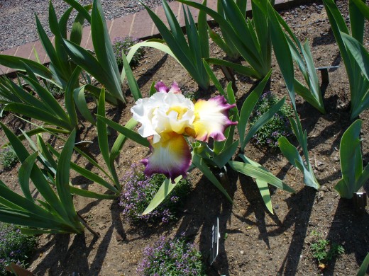 Of course, Irises are a big part of spring.  They come back faithfully year after year. 