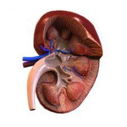 Tips on how to maintain healthy kidneys
