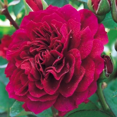 Prospero English Rose
