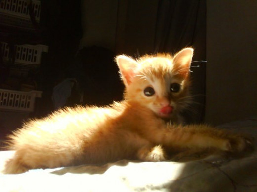 My female ginger kitten that I have found and adopt (photo 1)