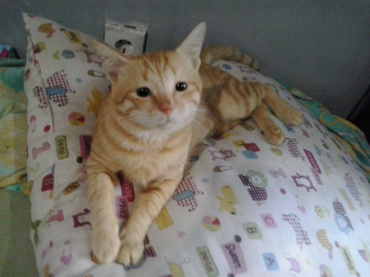 Cicil, the last male ginger cat I have.  