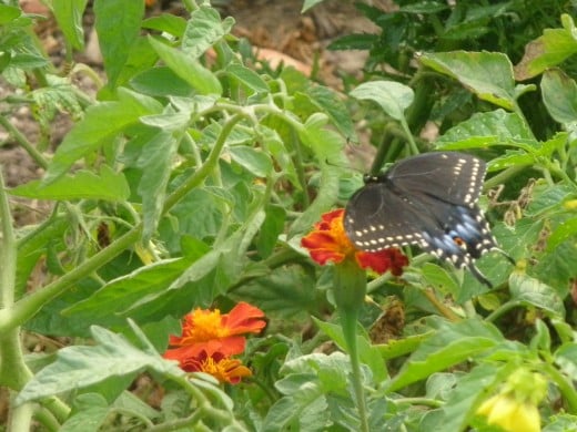 Identifying butterflies is one of the fun activities at Franklin Park.