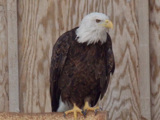 Bald Eagle at Gray Snow Eagle House in Perkins, OK