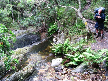 Coastal forest