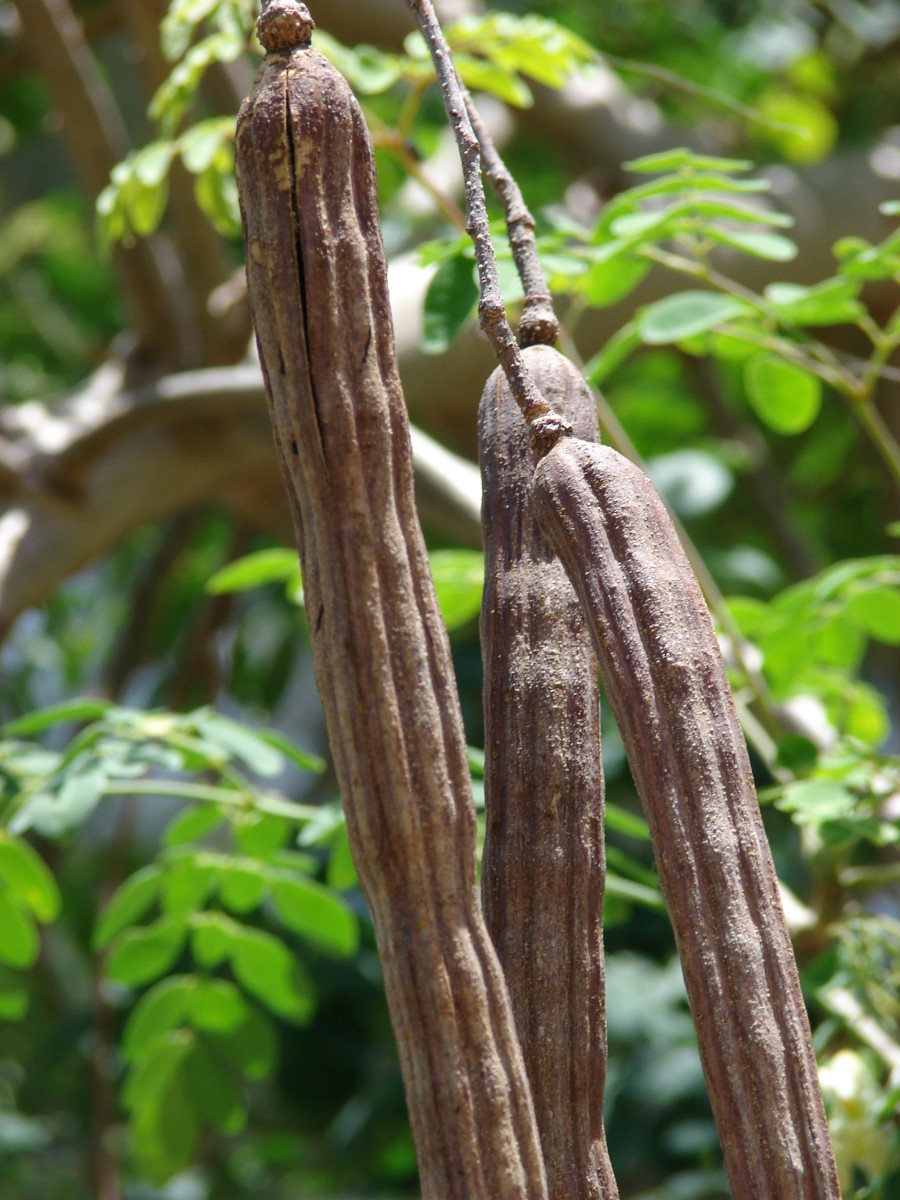 Moringa Oleifera In Malay : Moringa Seeds Can Prevent The Spread Of