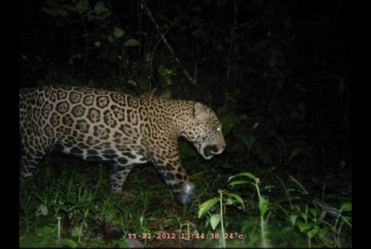 A trail cam shot.