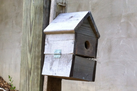 Bluebird house in my yard. This one is a few years old and is currently occupied. The bluebird scared me while I was taking this picture. 