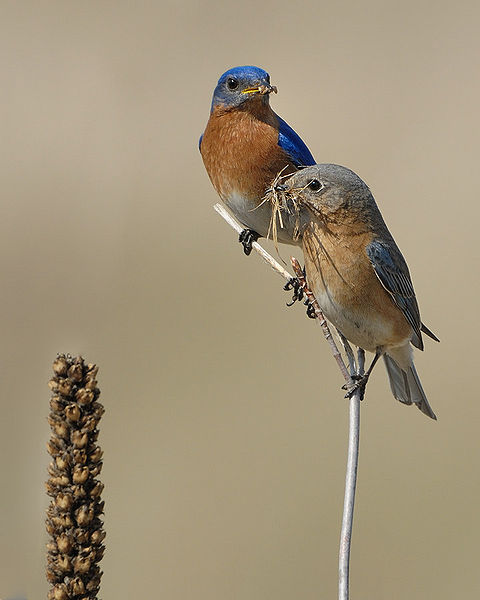 A breeding pair of Eastern Bluebirds. 