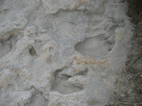End of trackway from Glen Rose (Acrocanthosaurus footprint near bottom, sauropod's just above it).