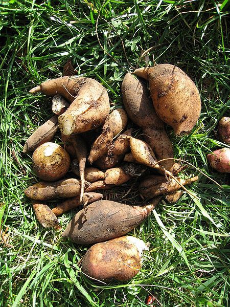 Yacon tubers, source of yacon sugar 