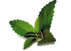 Stevia leaf, source of stevia sweetener