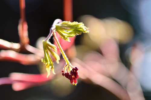 This is an example of new growth that you would cut for a clipping.
