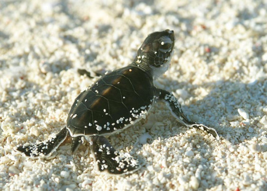 A baby green turtle starts to struggle for life in his habitat, open seas.