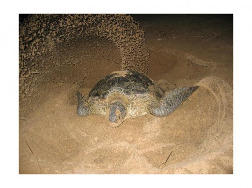 Mother Green Turtle (Chelonia mydas) is going to lay eggs at Pangumbahan beach.