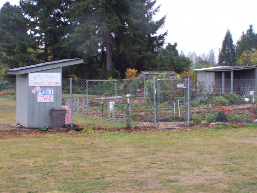 One of Olympia's community gardens