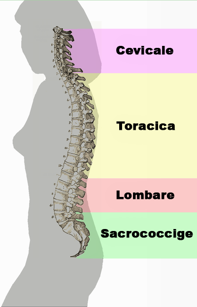 The natural spinal column curvature. 