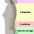 The natural spinal column curvature. 