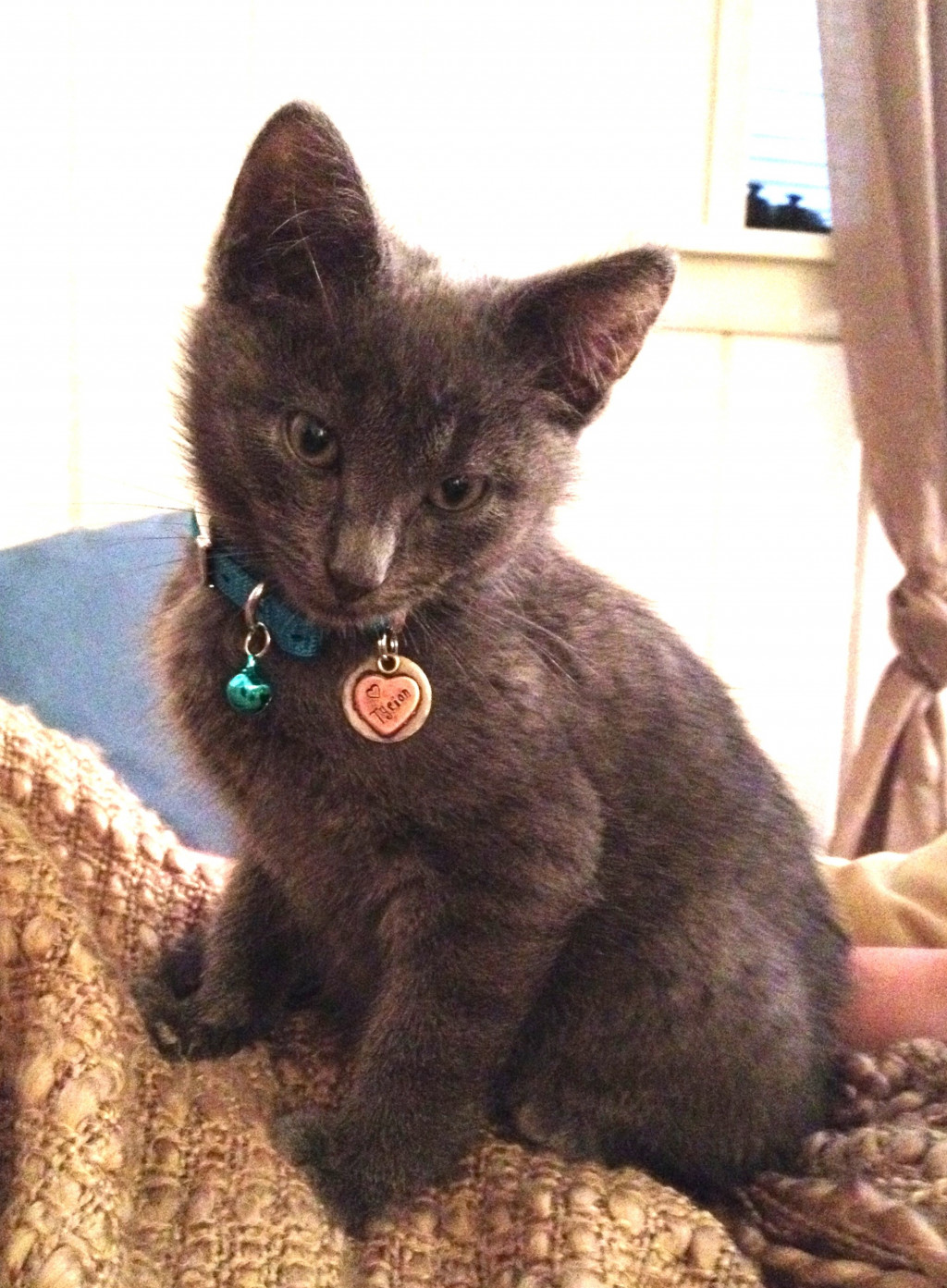 Scooting in Felines Your Cat or Kitten Could Have A Common Medical