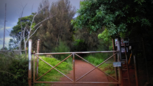 The last thing you see before getting eaten by wild boars.  Just kidding...