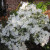 Blooming white azalea bush