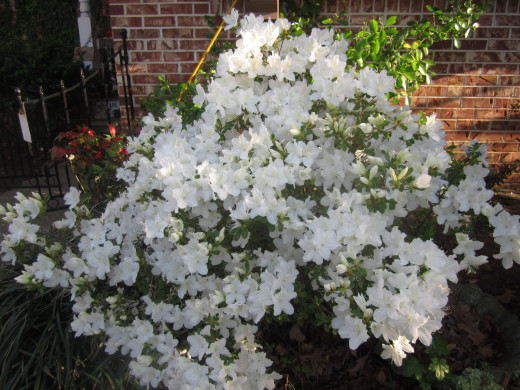 Blooming white azalea bush