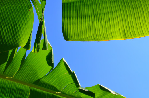 Banana Leaves: nearly free!