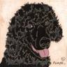 Portuguese Water Dog.