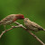 A male feeding a young on a branch. (See capsule 'Feeding.') A male feeding a young on a branch. (See capsule 'Feeding.')