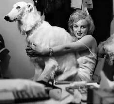 Marilyn loved dogs, too.
