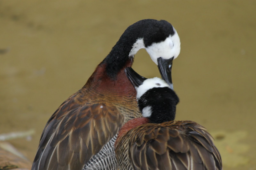 Why do birds preen, groom & bathe?