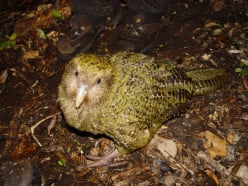 Endangered Birds: The Kakapo Parrot