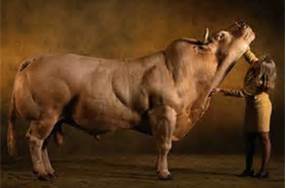 genetically modified cow
