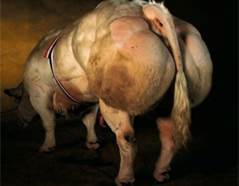 Genetically modified beef? Do you want this food on your families table?  Guess what - it already is