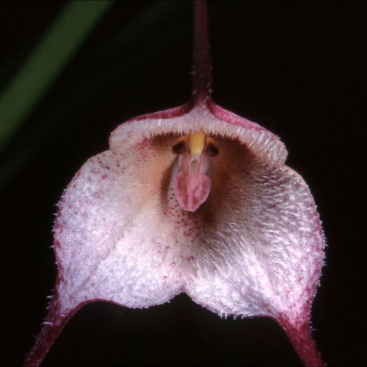 Dracula Orchids: The Monkey Faced Flower | hubpages