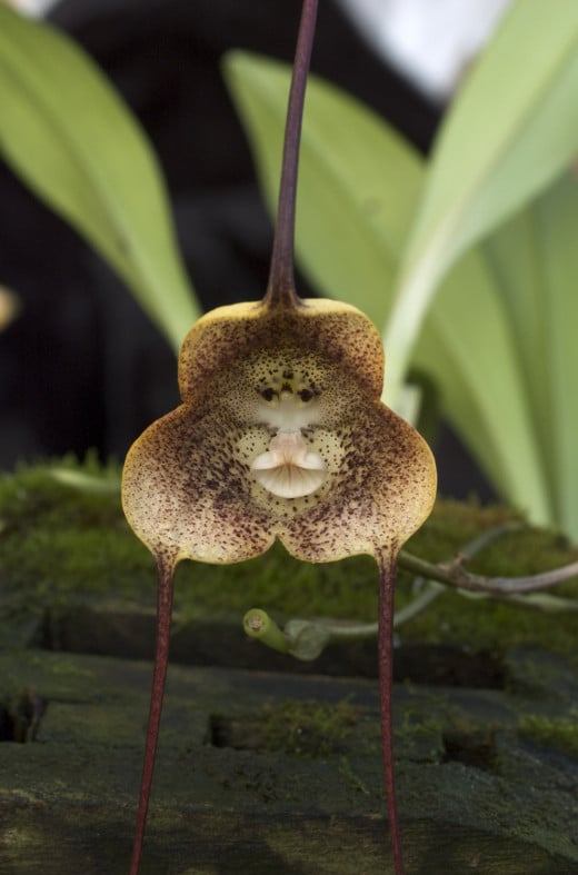 Dracula Orchids: The Monkey Faced Flower | hubpages